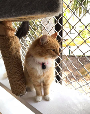 cat boarding north shore