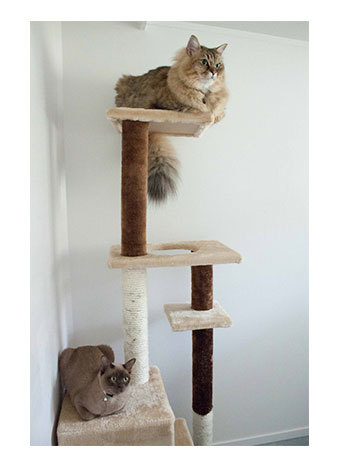 cat boarding north shore