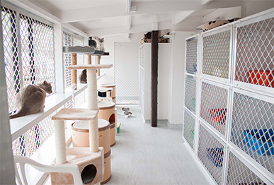 cattery boarding