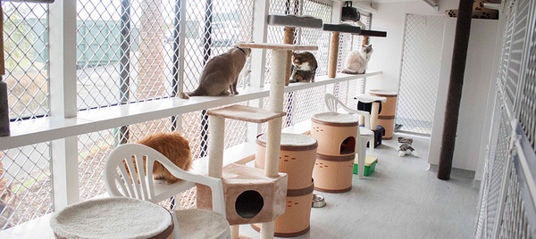 cat boarding north shore